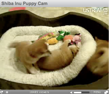 Shiba Inu Puppy Cam!!!! Love,