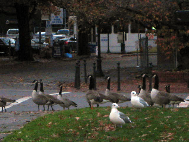 geese3