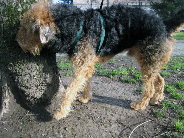 walkie2