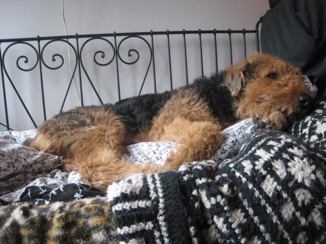 lazy1