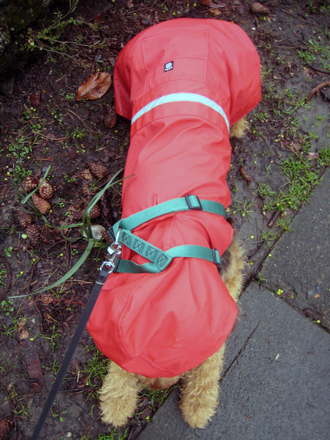 raincoat15