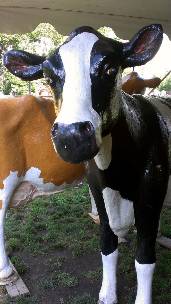 cow8