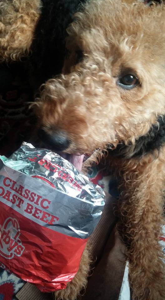 Arby's Airedale Terrier