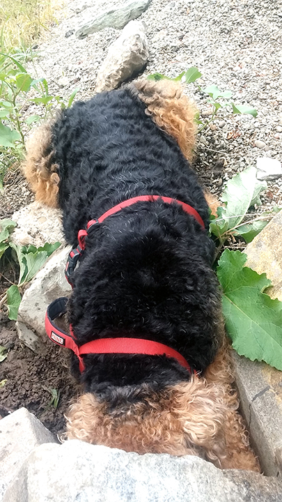 Airedale Terrier Bogart